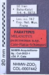 Etiketten zu Melanotus punctosinus (NHMW-ZOO-COL-0007442)